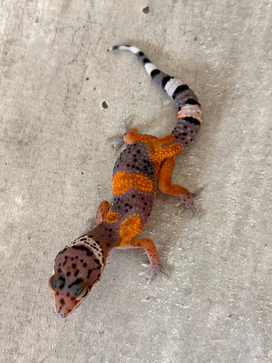 Geckos leopardo – alfareptiles