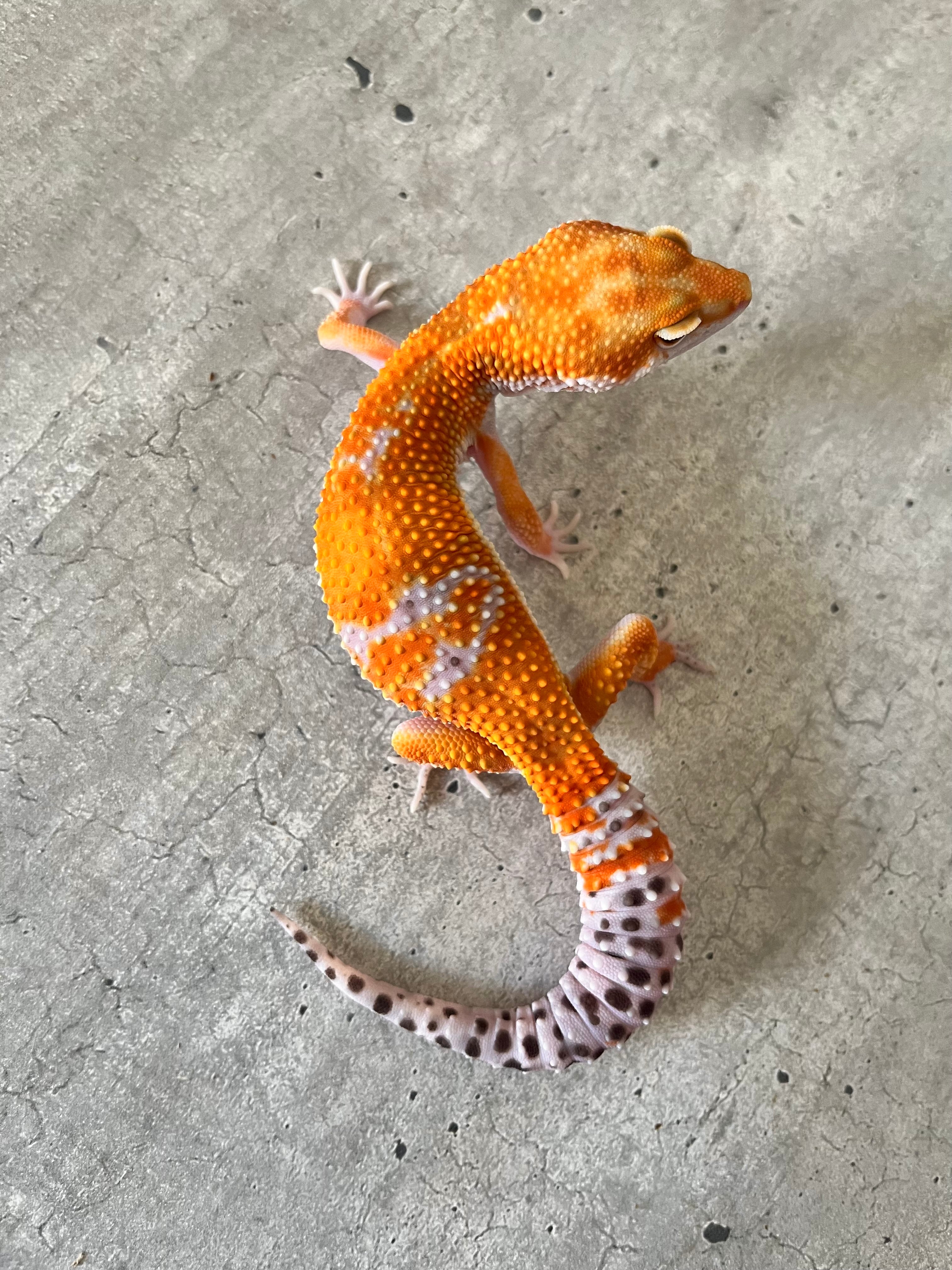 Gecko leopardo Blood hembra – alfareptiles