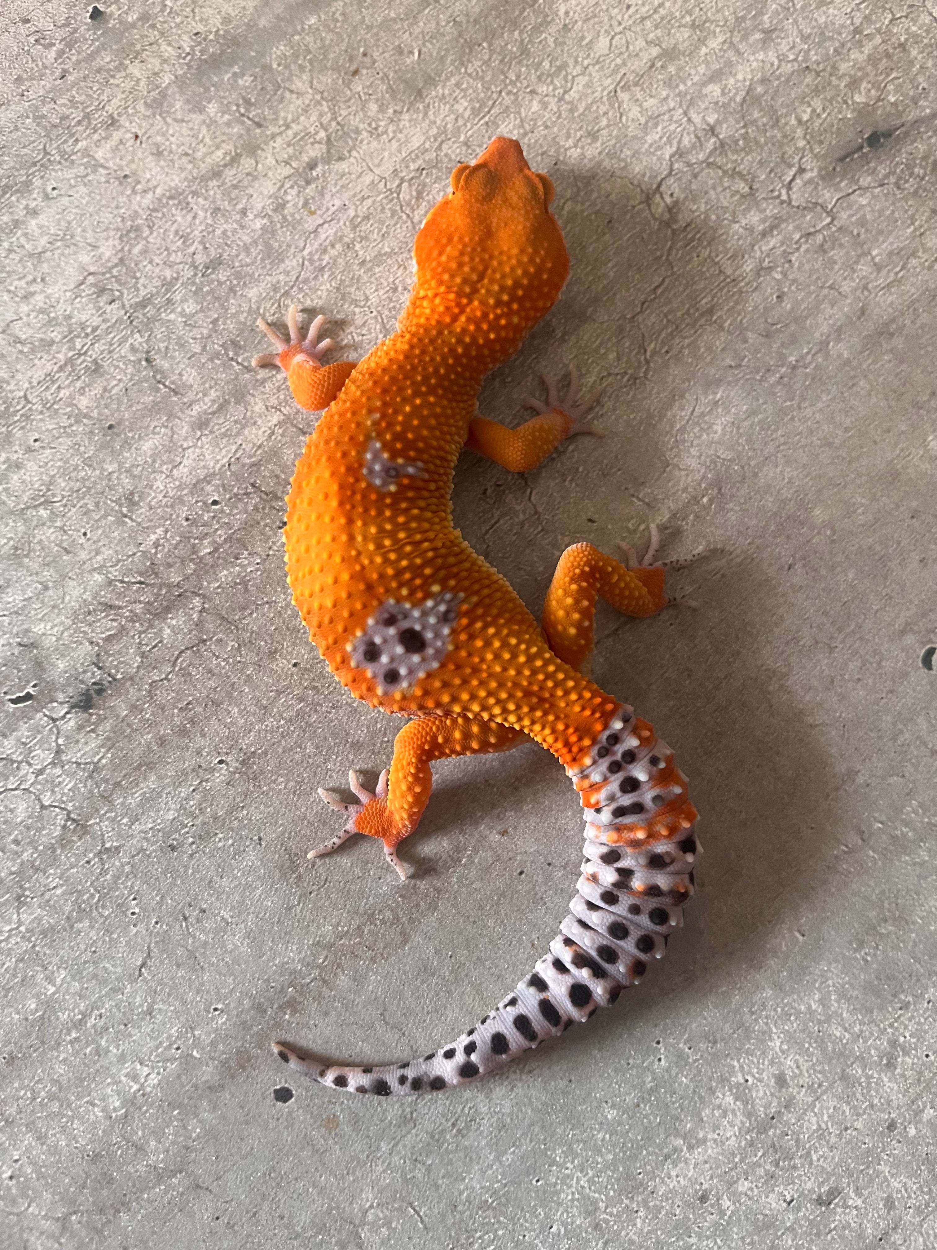 Gecko leopardo Blood hembra – alfareptiles
