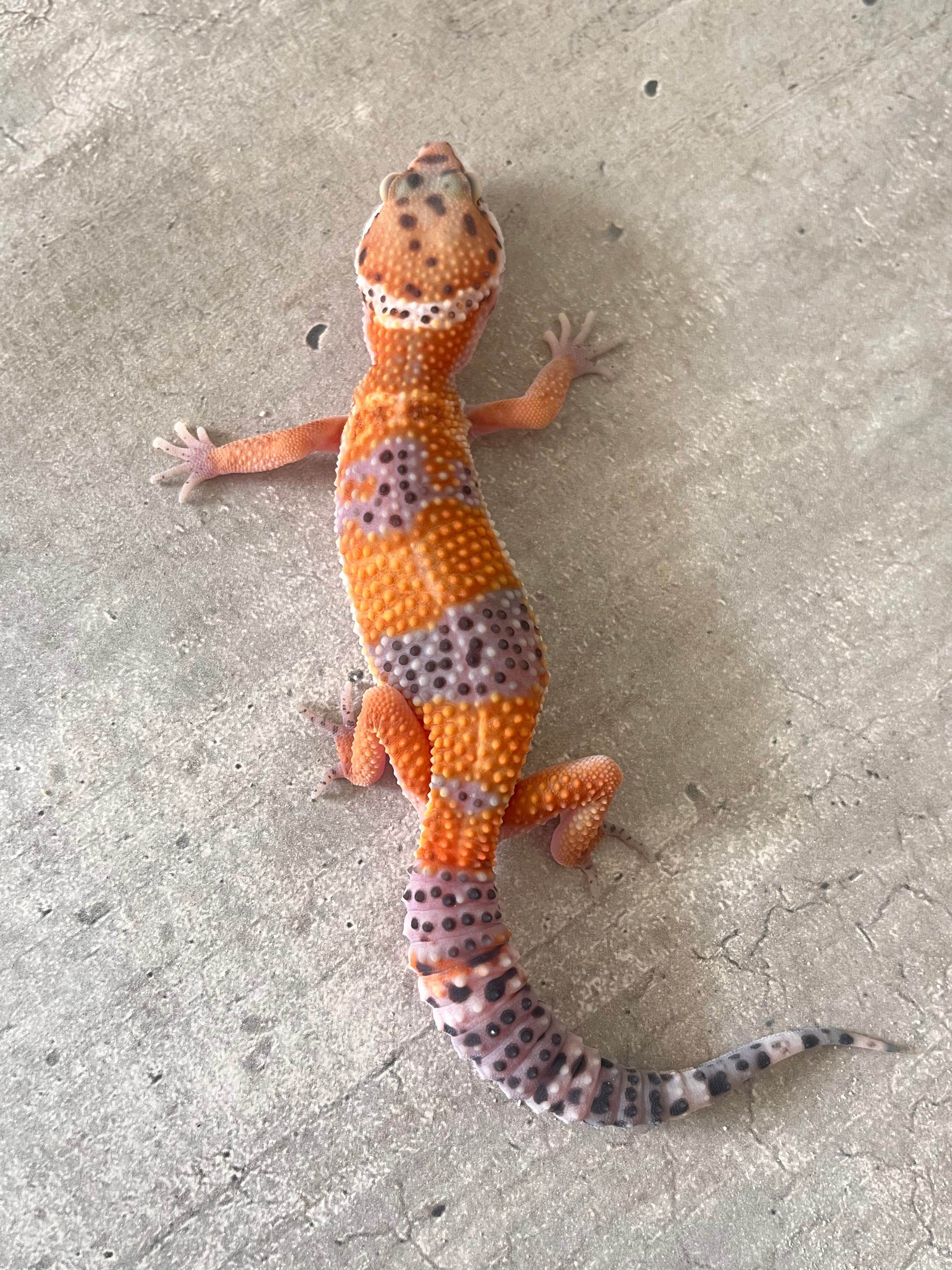 Productos – Page 2 – alfareptiles