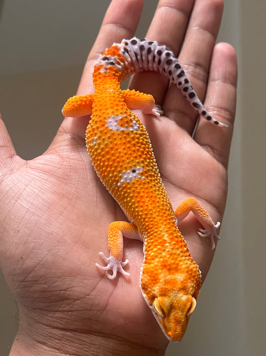 Gecko leopardo Blood inferno emerine macho - alfareptiles