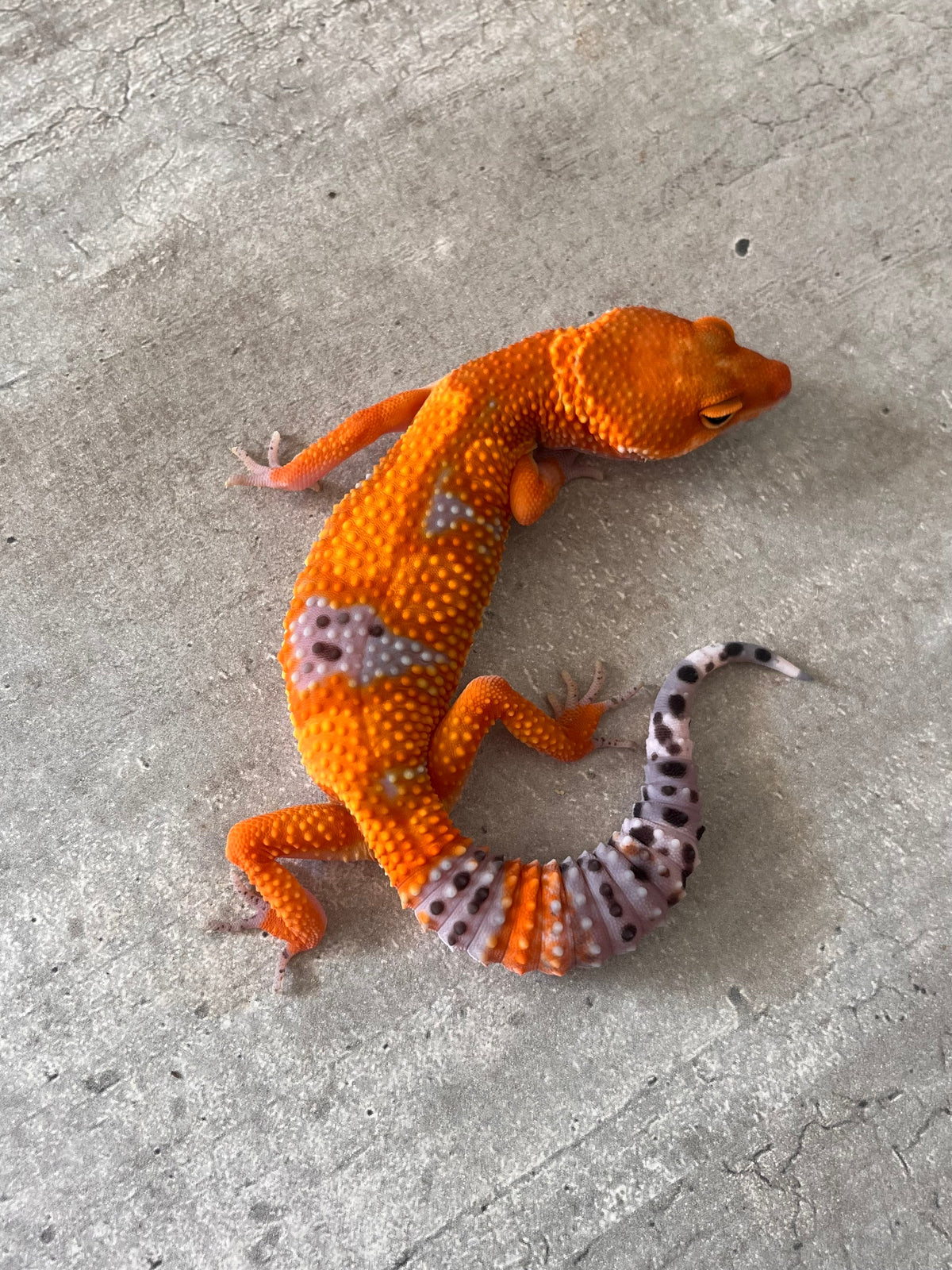 Gecko leopardo Blood inferno hembra – alfareptiles