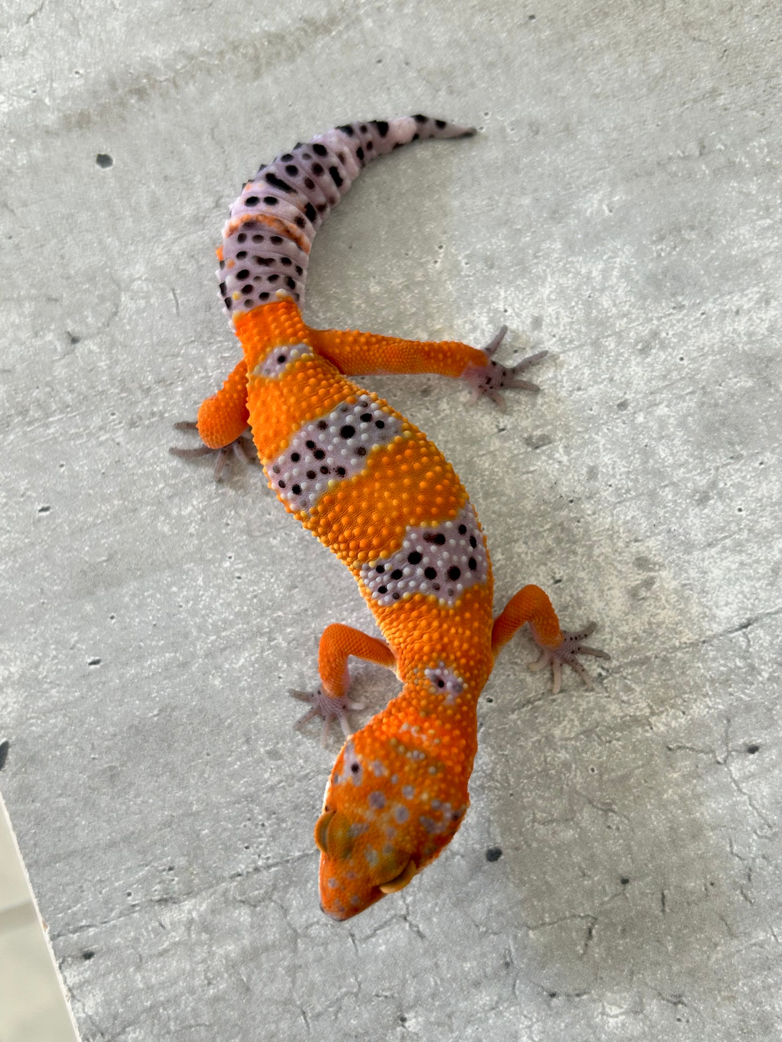 Geckos leopardo – alfareptiles