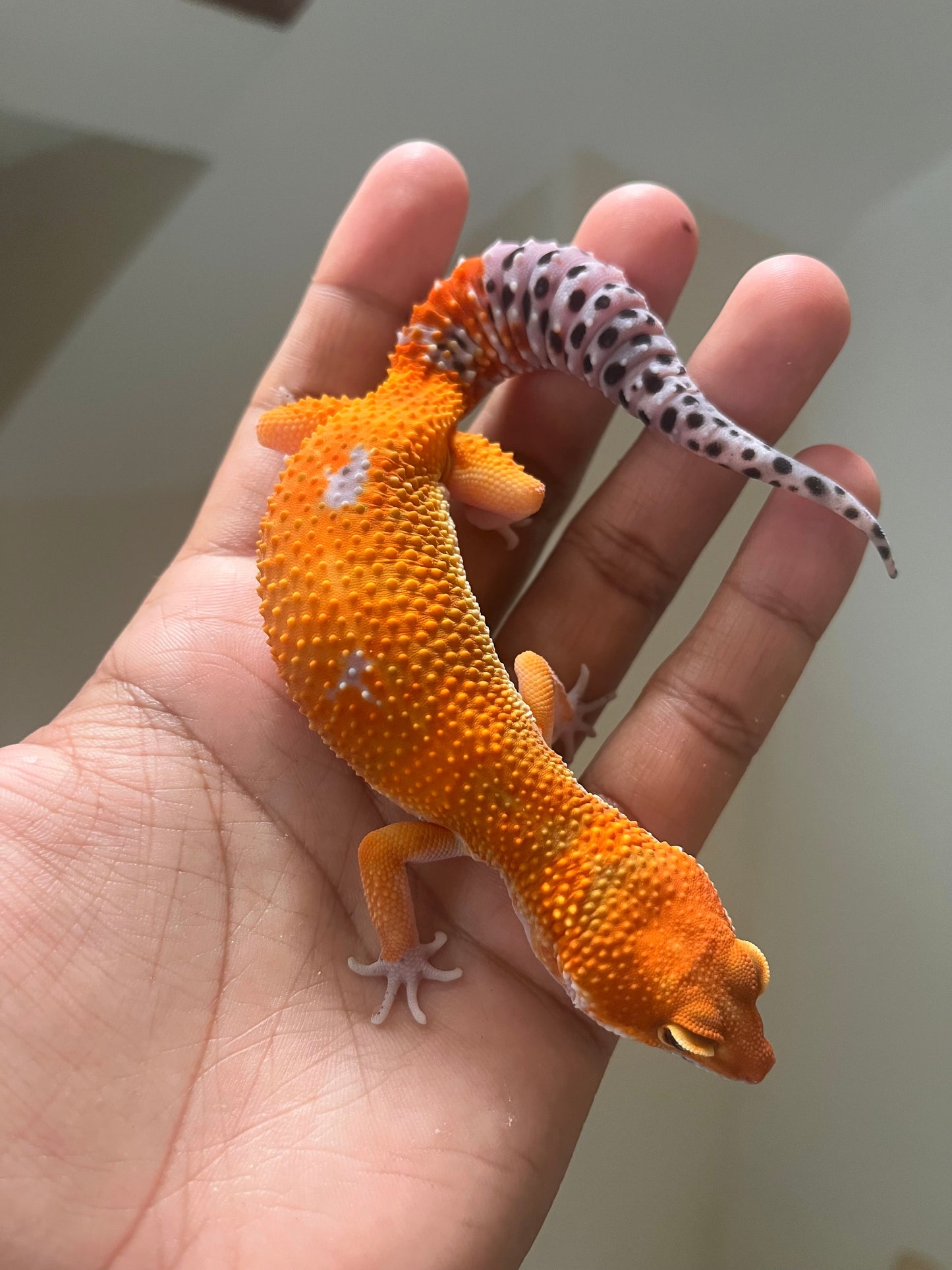 Gecko leopardo Blood inferno hembra - alfareptiles