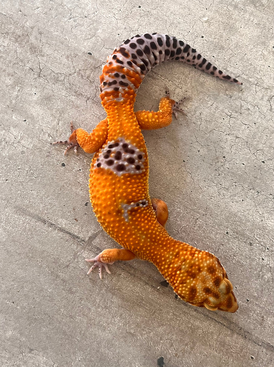 Geckos leopardo – alfareptiles