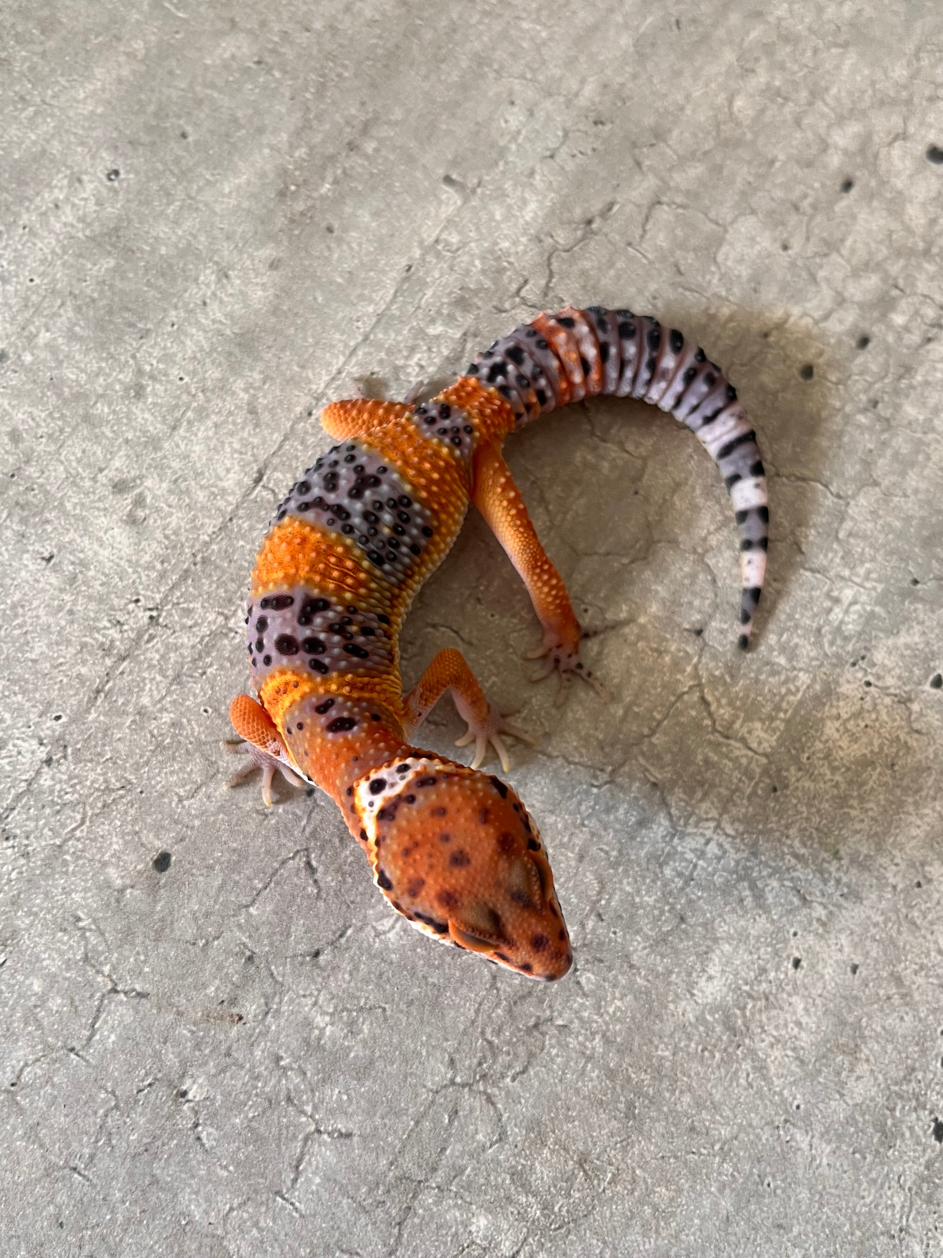 Geckos leopardo – alfareptiles