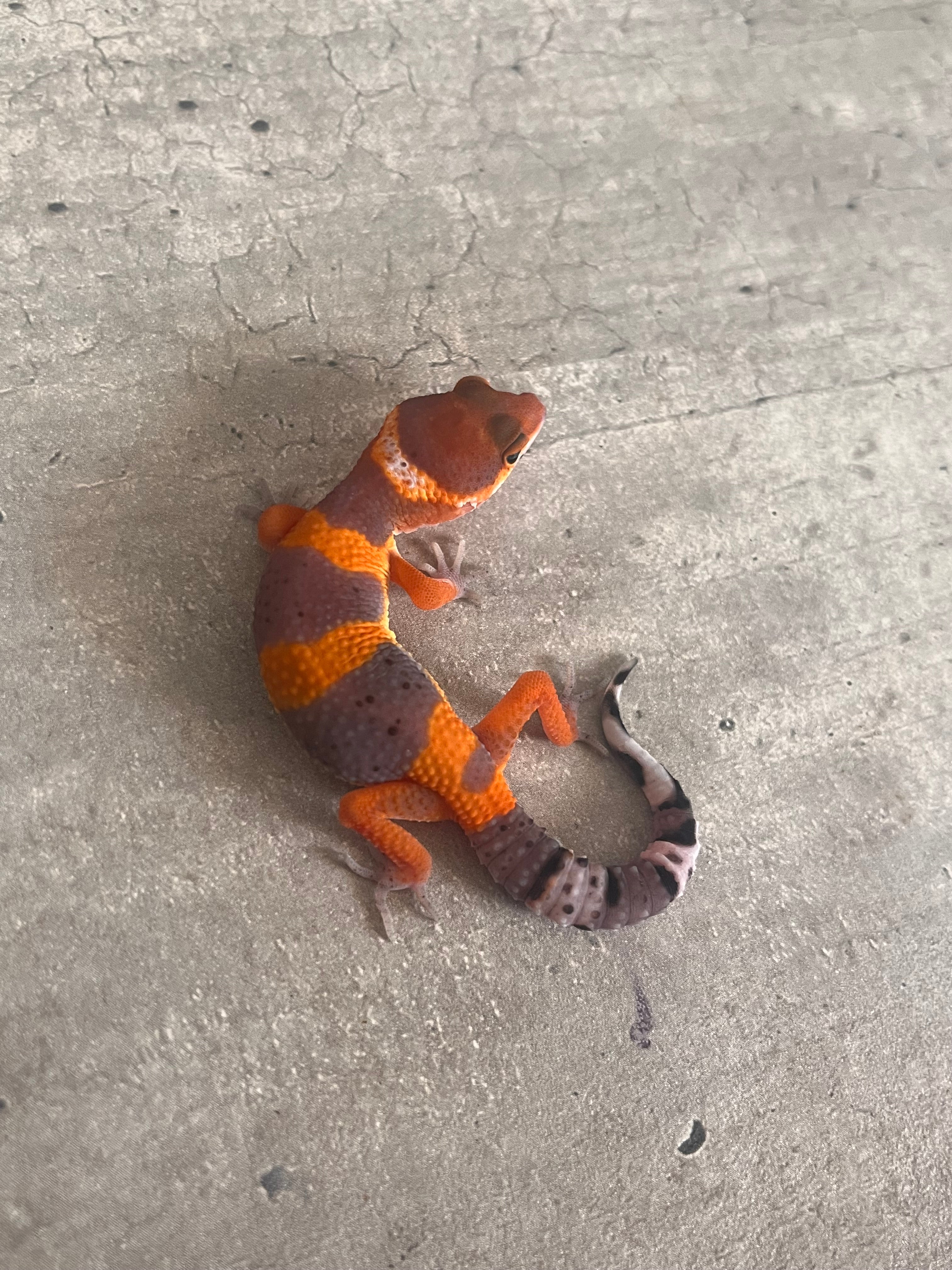 Geckos leopardo – alfareptiles