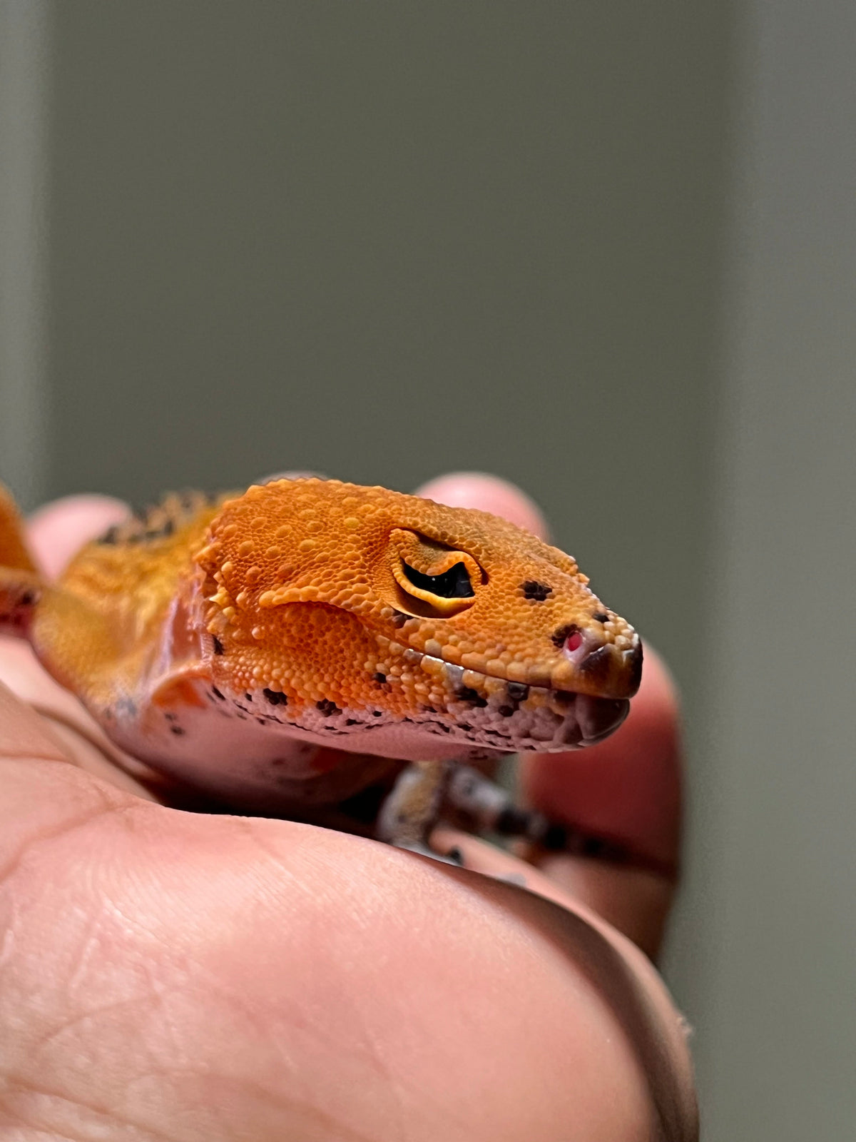 Gecko leopardo Blood inferno het NDBE macho – alfareptiles