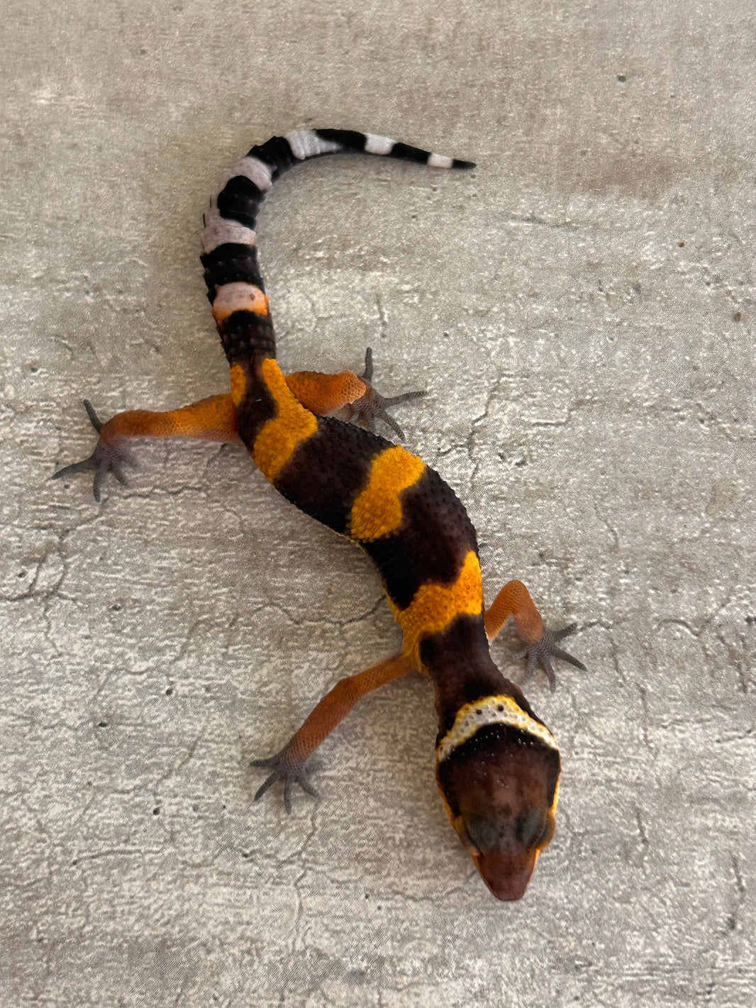 Geckos leopardo – alfareptiles