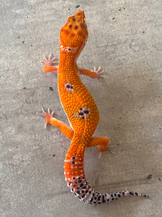 Gecko leopardo Blood inferno macho - alfareptiles