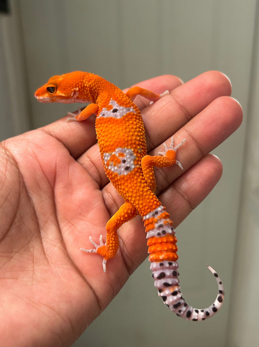 Gecko leopardo Blood inferno macho - alfareptiles