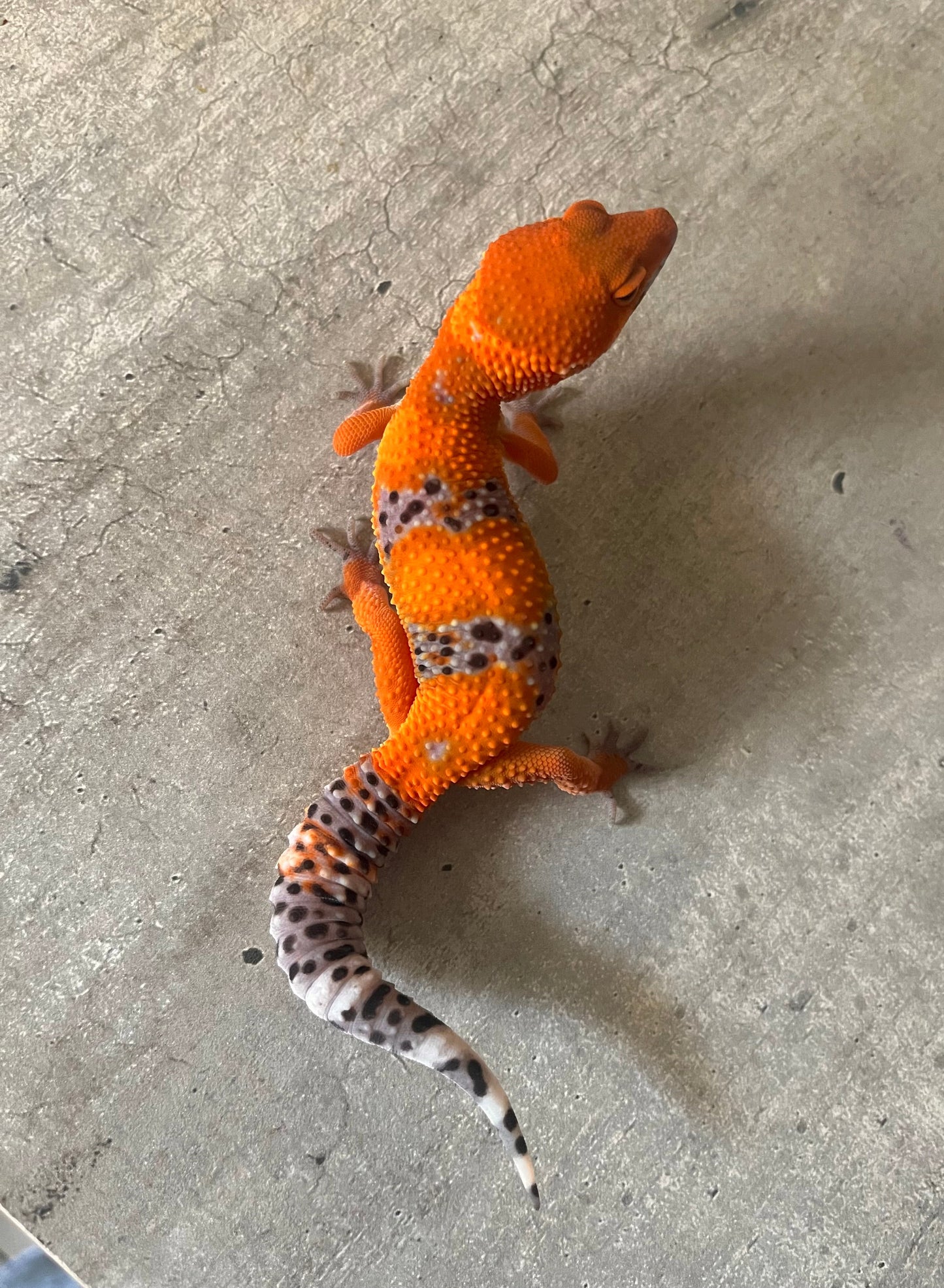 Gecko leopardo Blood inferno macho - alfareptiles