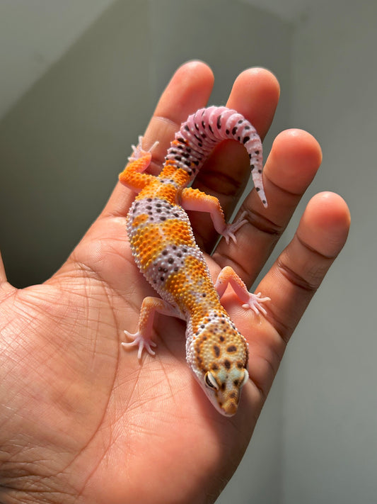 Gecko leopardo blood inferno macho - alfareptiles