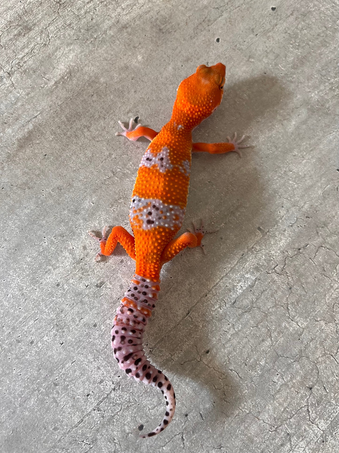 Gecko leopardo Blood inferno macho - alfareptiles