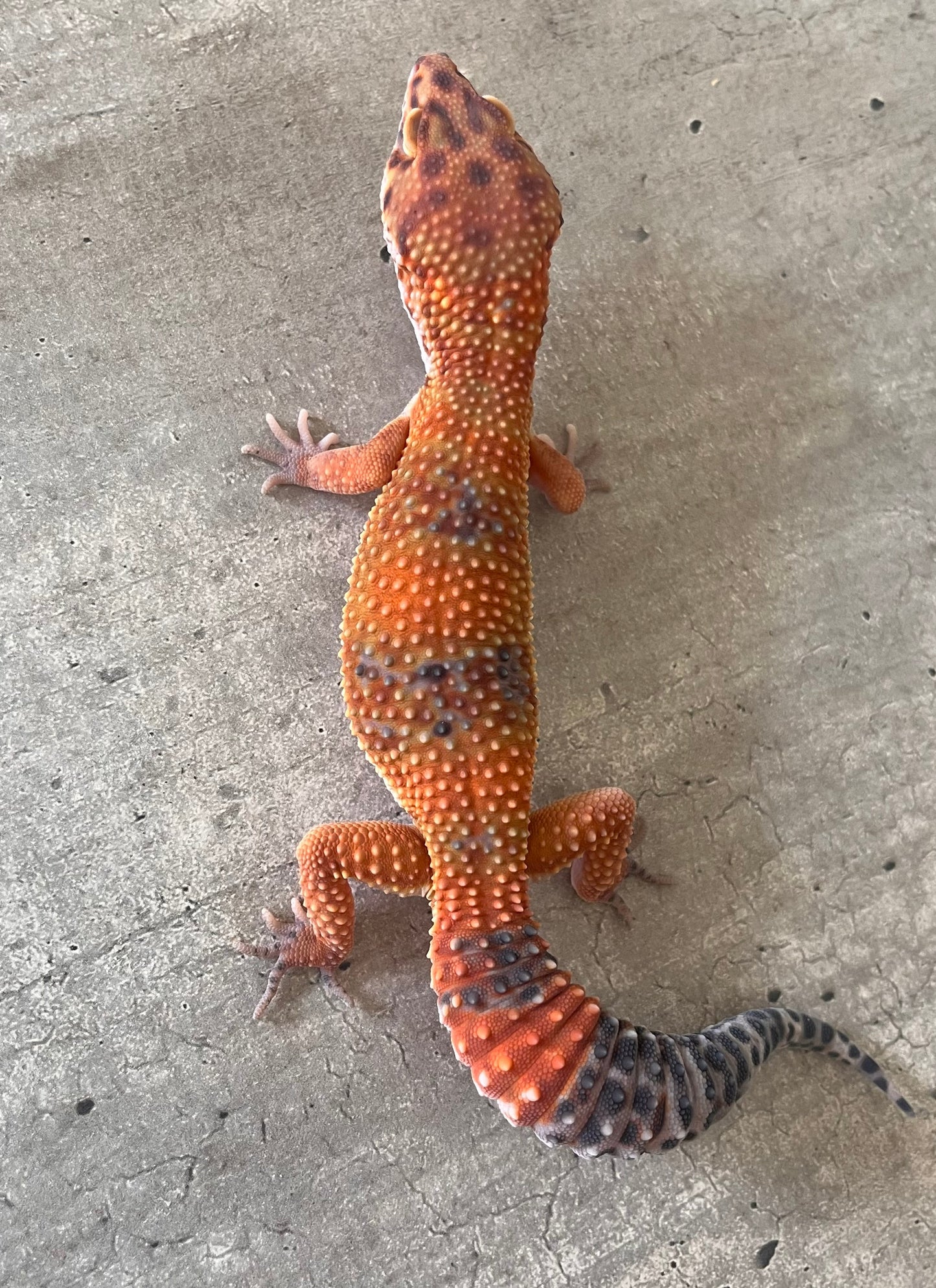 Gecko leopardo Blood inferno macho - alfareptiles