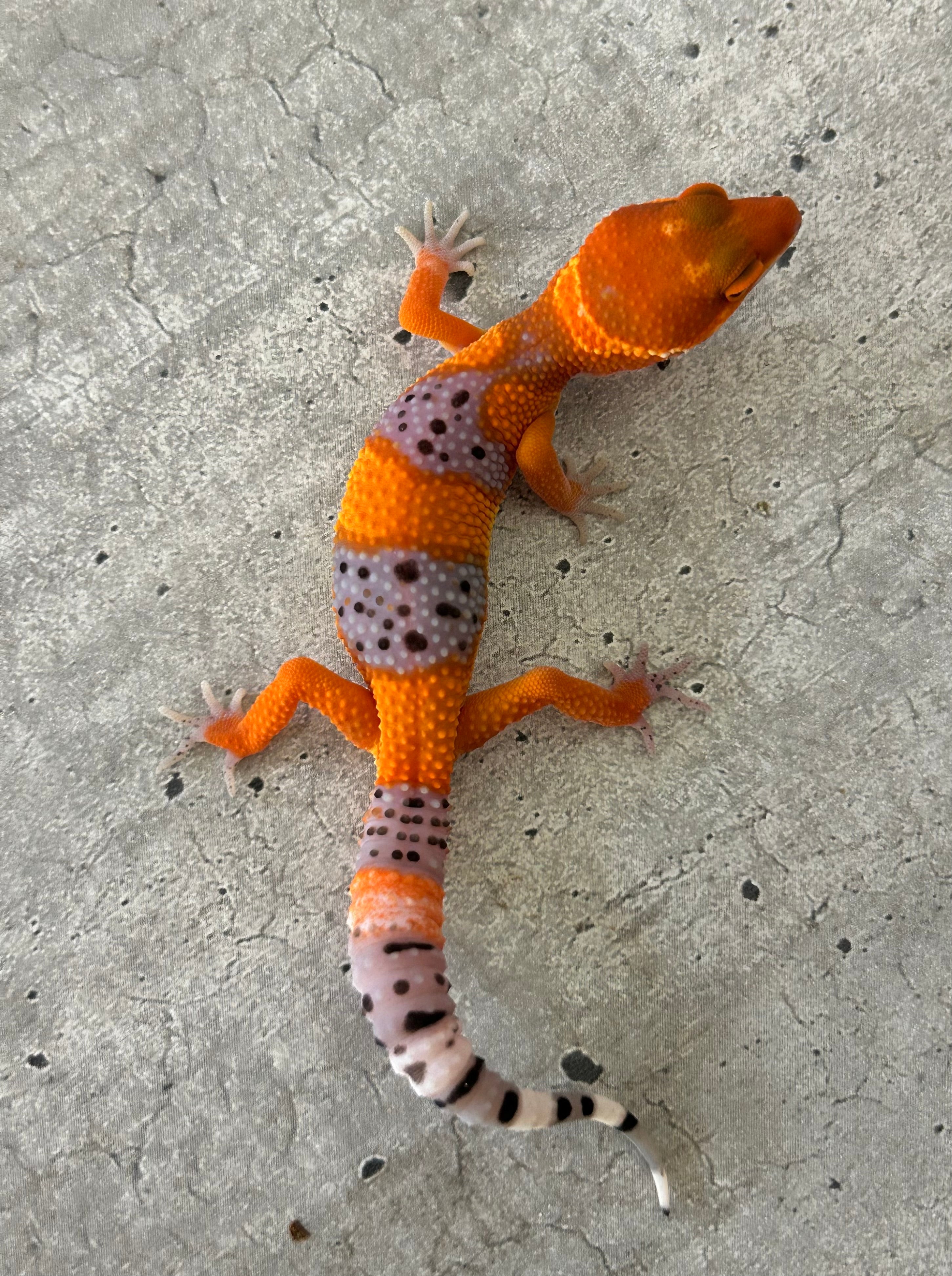Geckos leopardo – alfareptiles