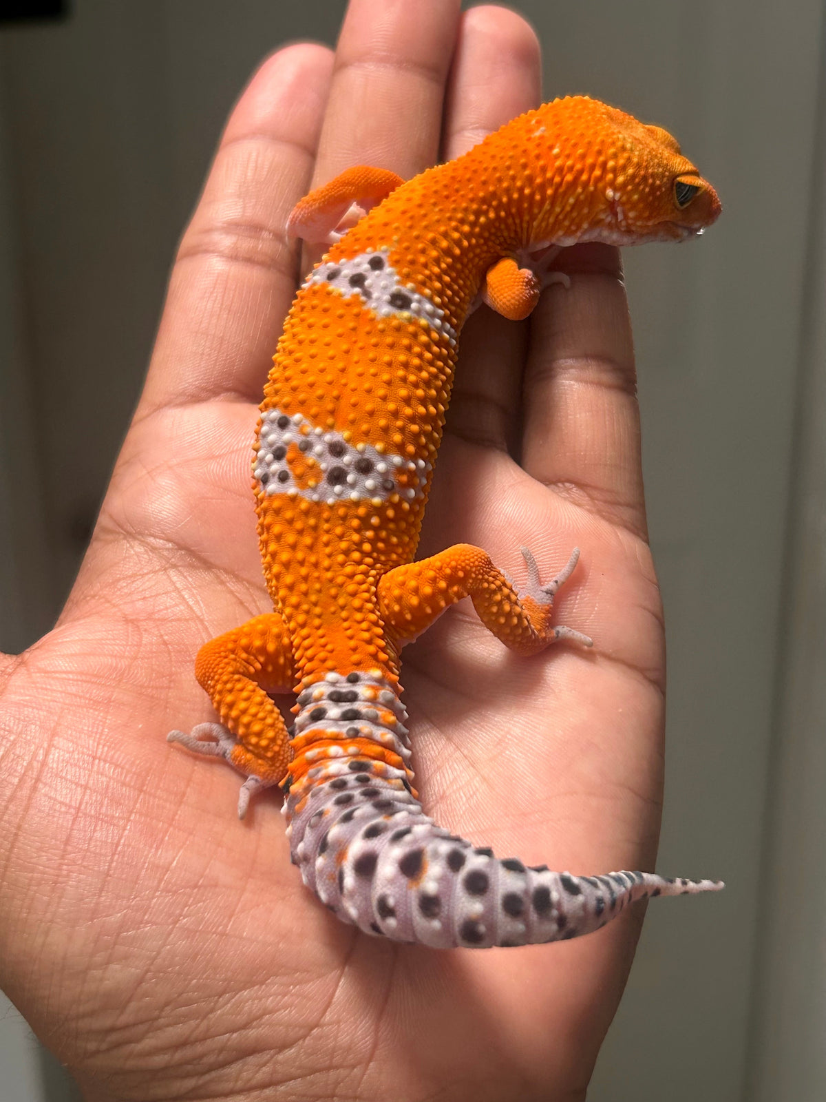 Gecko leopardo Blood inferno macho - alfareptiles