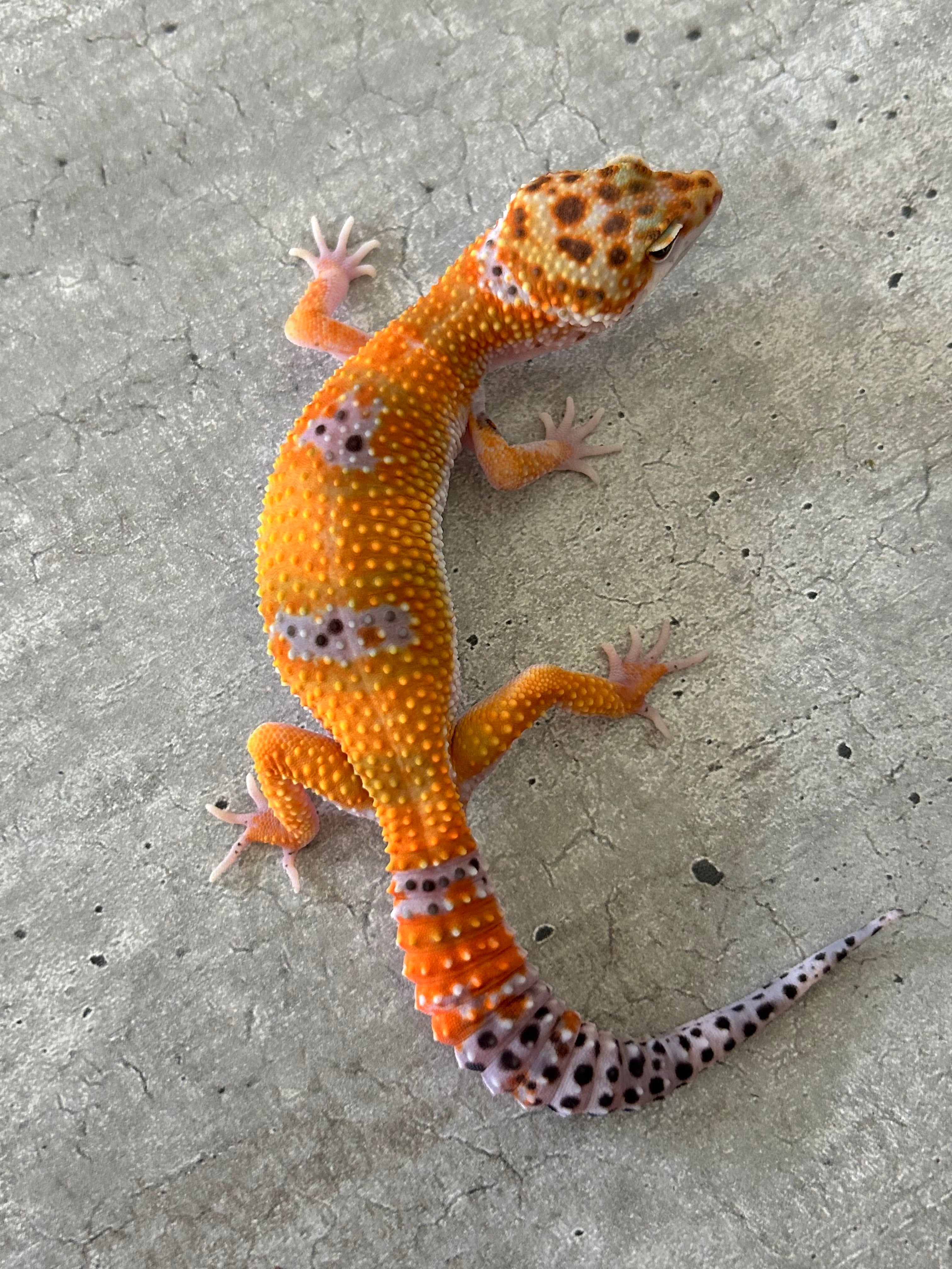 Gecko leopardo Blood inferno macho – alfareptiles