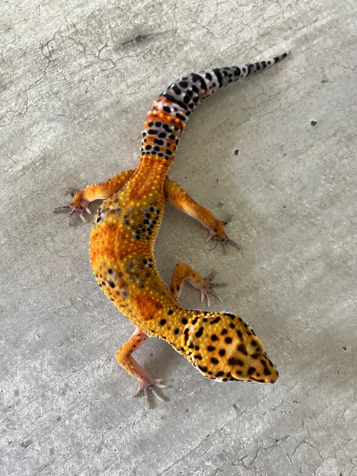 Gecko leopardo blood inferno NDBE macho – alfareptiles