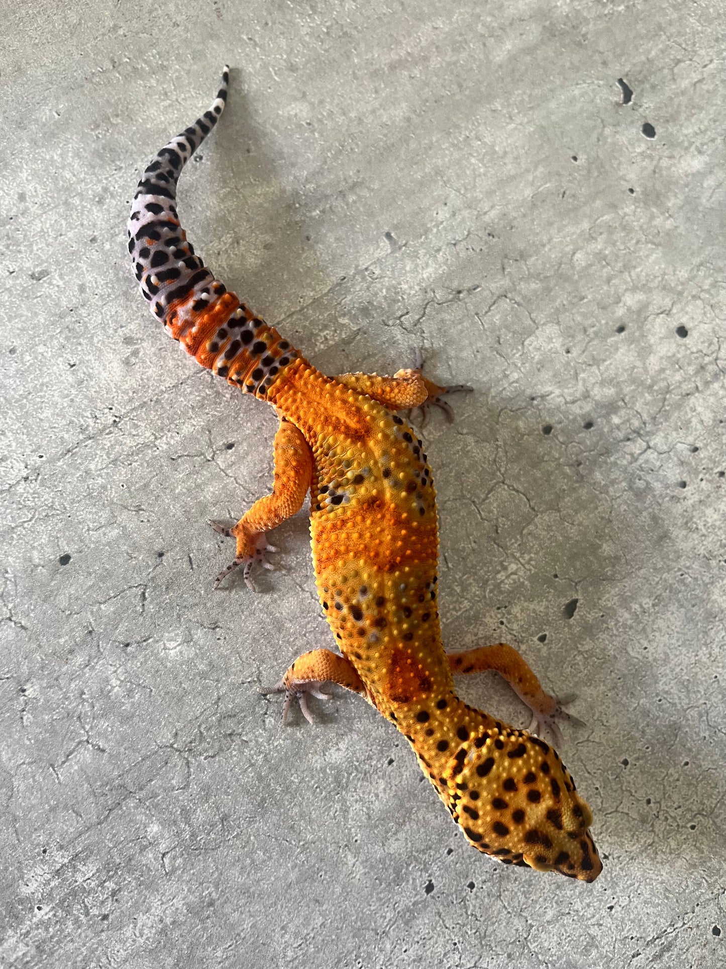 Gecko leopardo blood inferno NDBE macho - alfareptiles