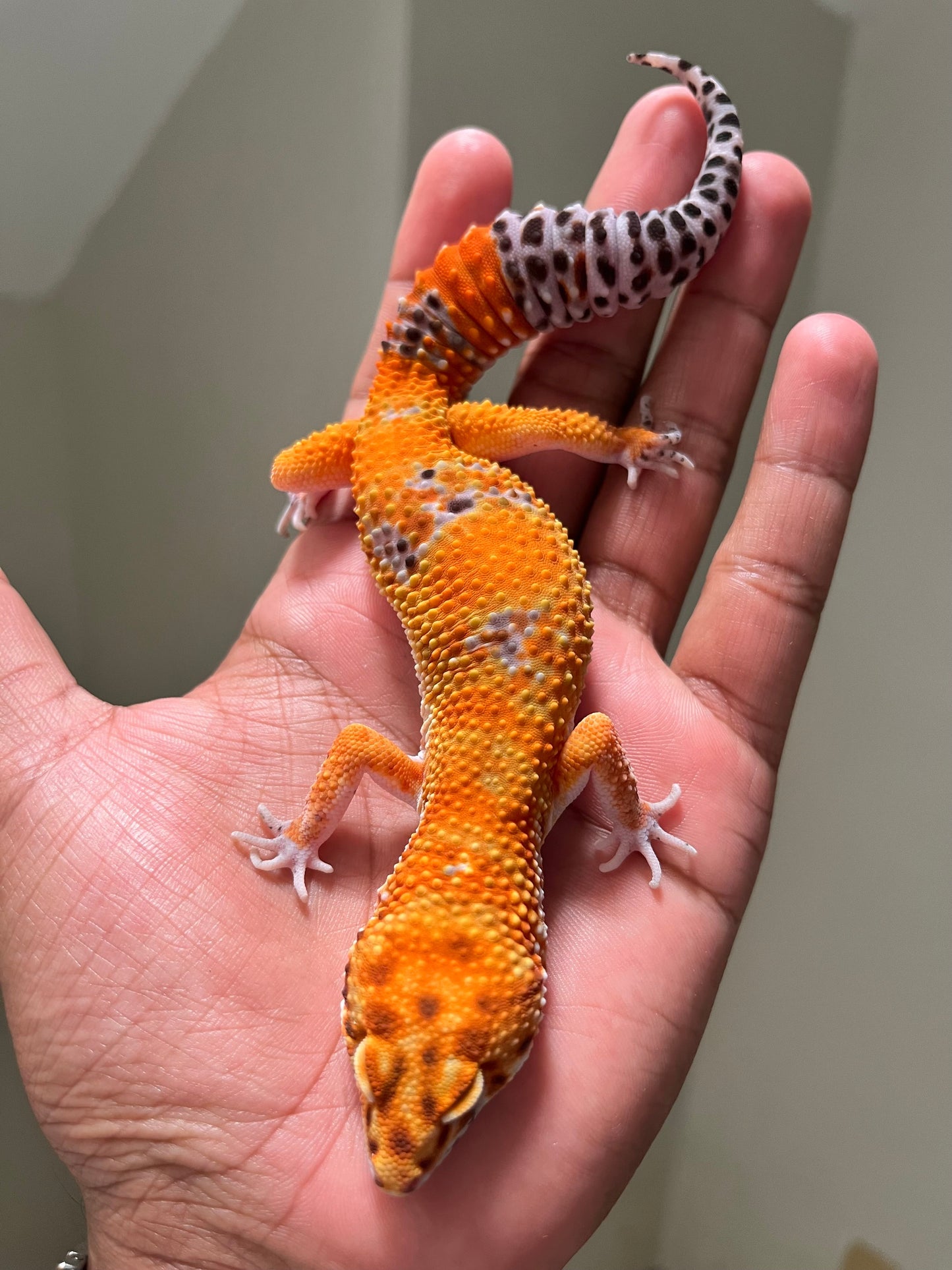 Gecko leopardo blood macho - alfareptiles