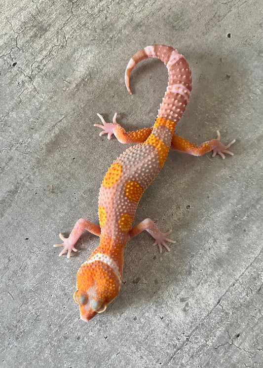 Gecko leopardo blood raptor macho - alfareptiles