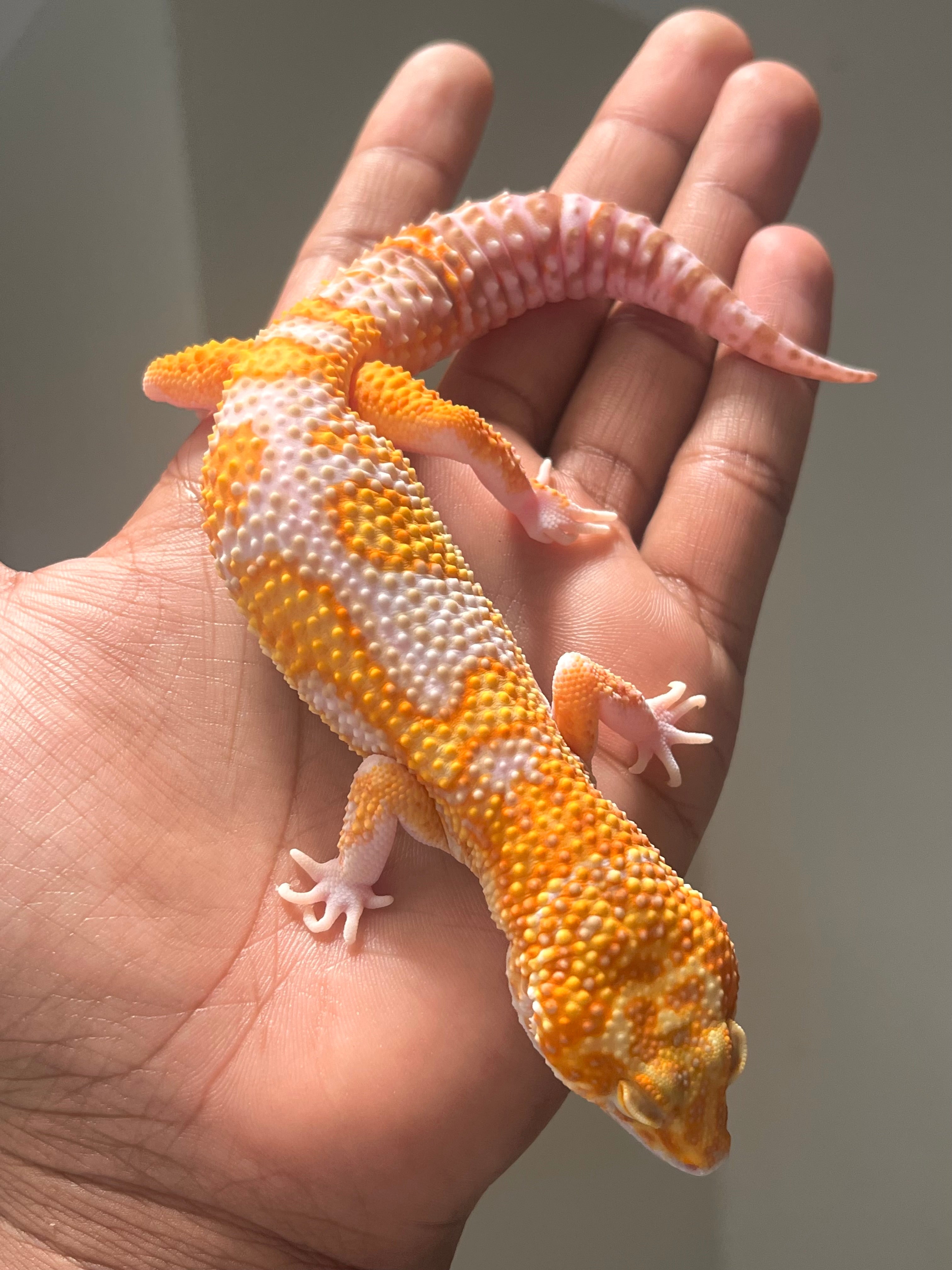 Gecko leopardo Blood raptor macho – alfareptiles