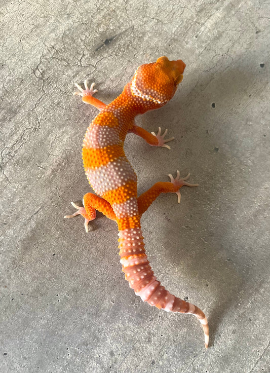 Gecko leopardo Blood Tremper - alfareptiles