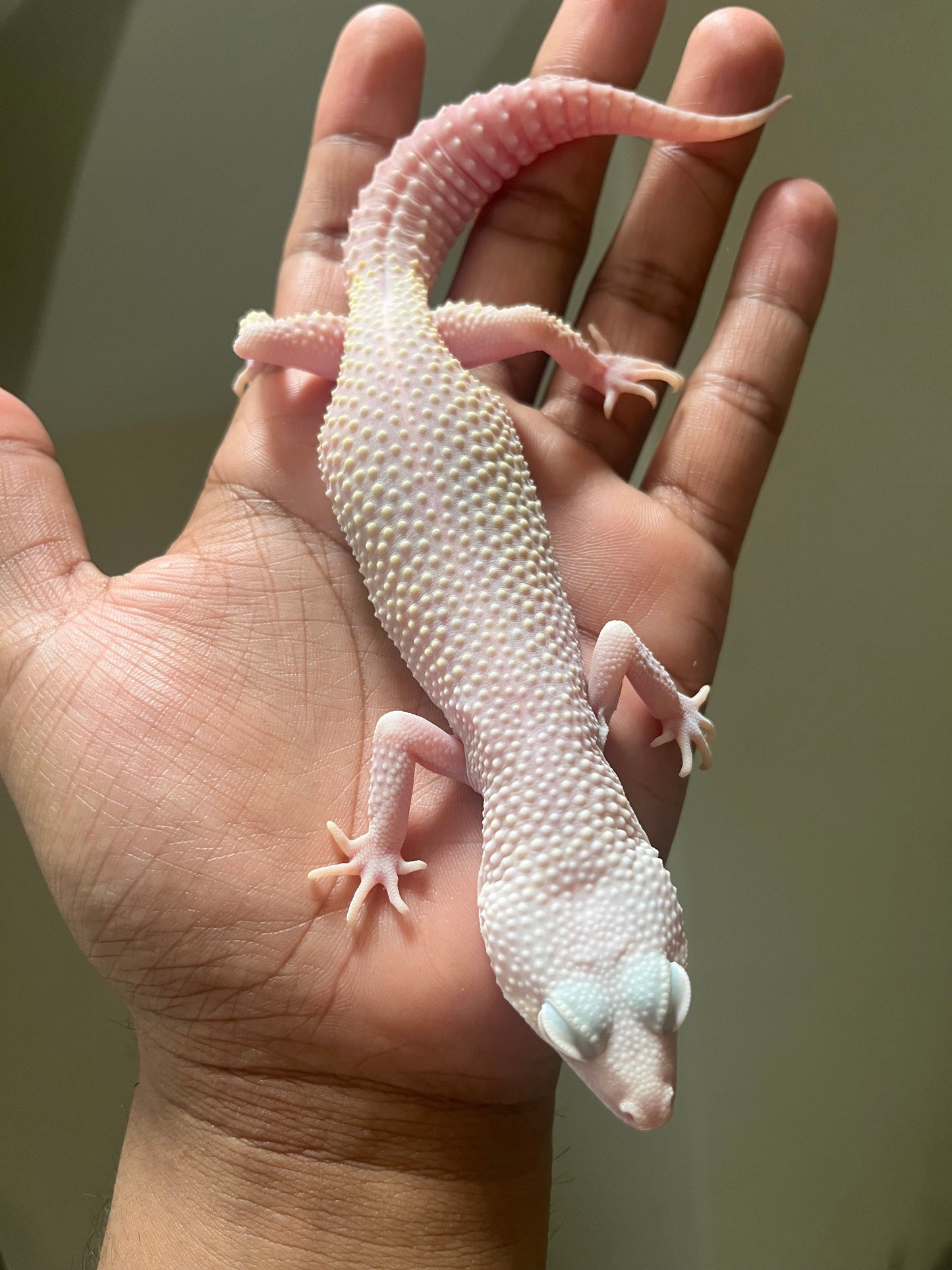 Gecko leopardo Diablo blanco macho - alfareptiles