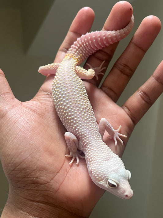 Gecko leopardo Diablo blanco macho - alfareptiles