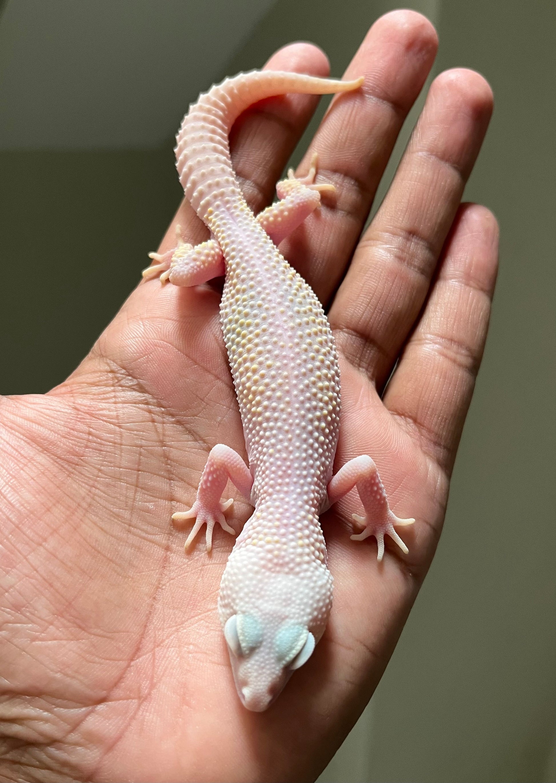 Gecko leopardo Diablo blanco macho - alfareptiles