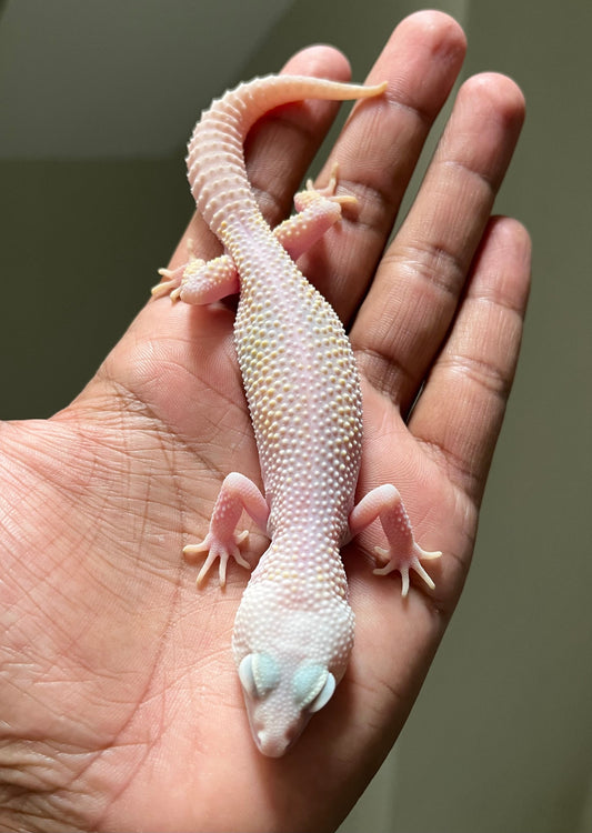 Gecko leopardo Diablo blanco macho - alfareptiles