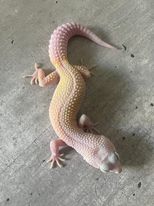 Gecko leopardo diablo blanco macho - alfareptiles