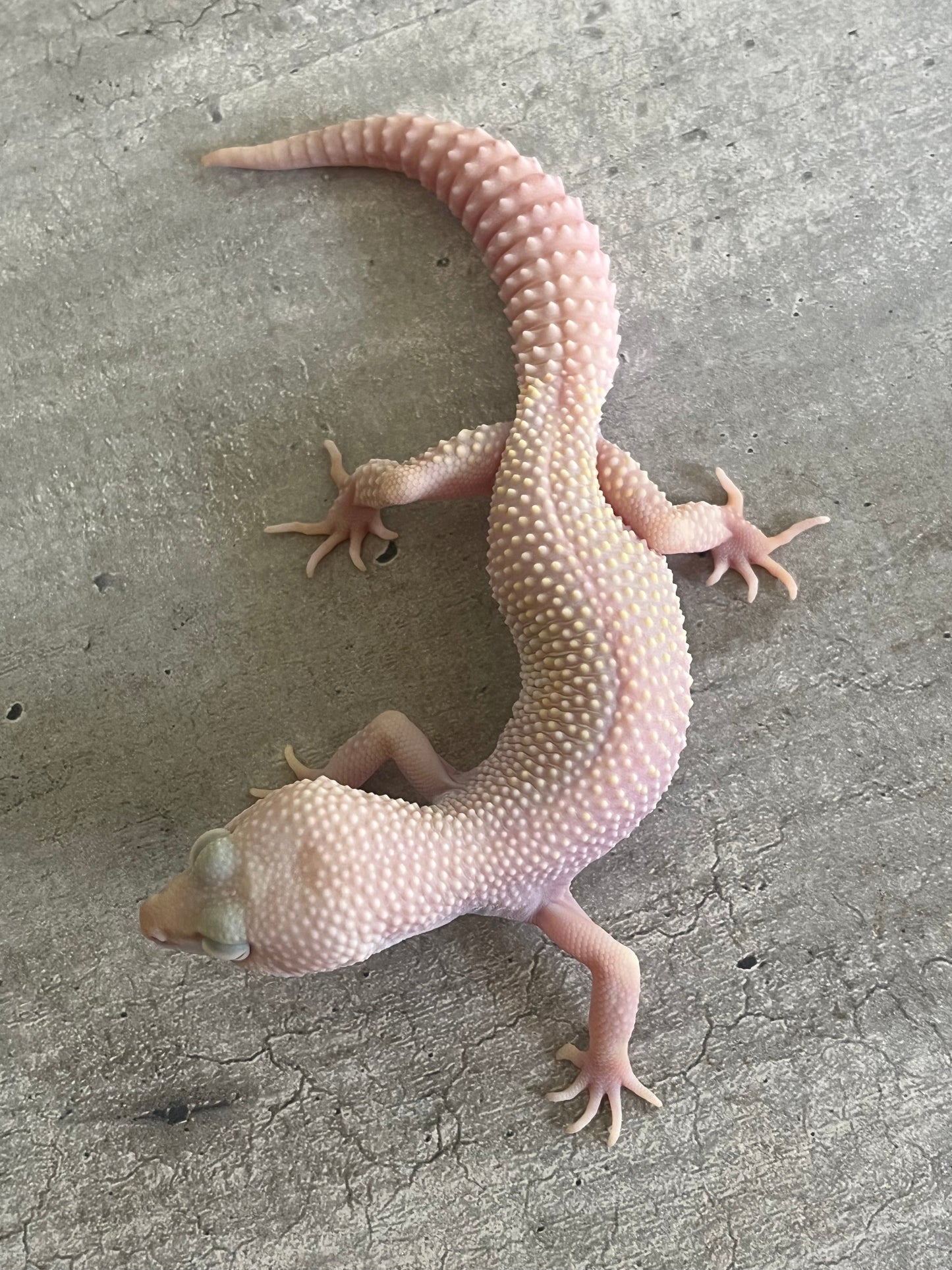 Gecko leopardo diablo blanco macho - alfareptiles