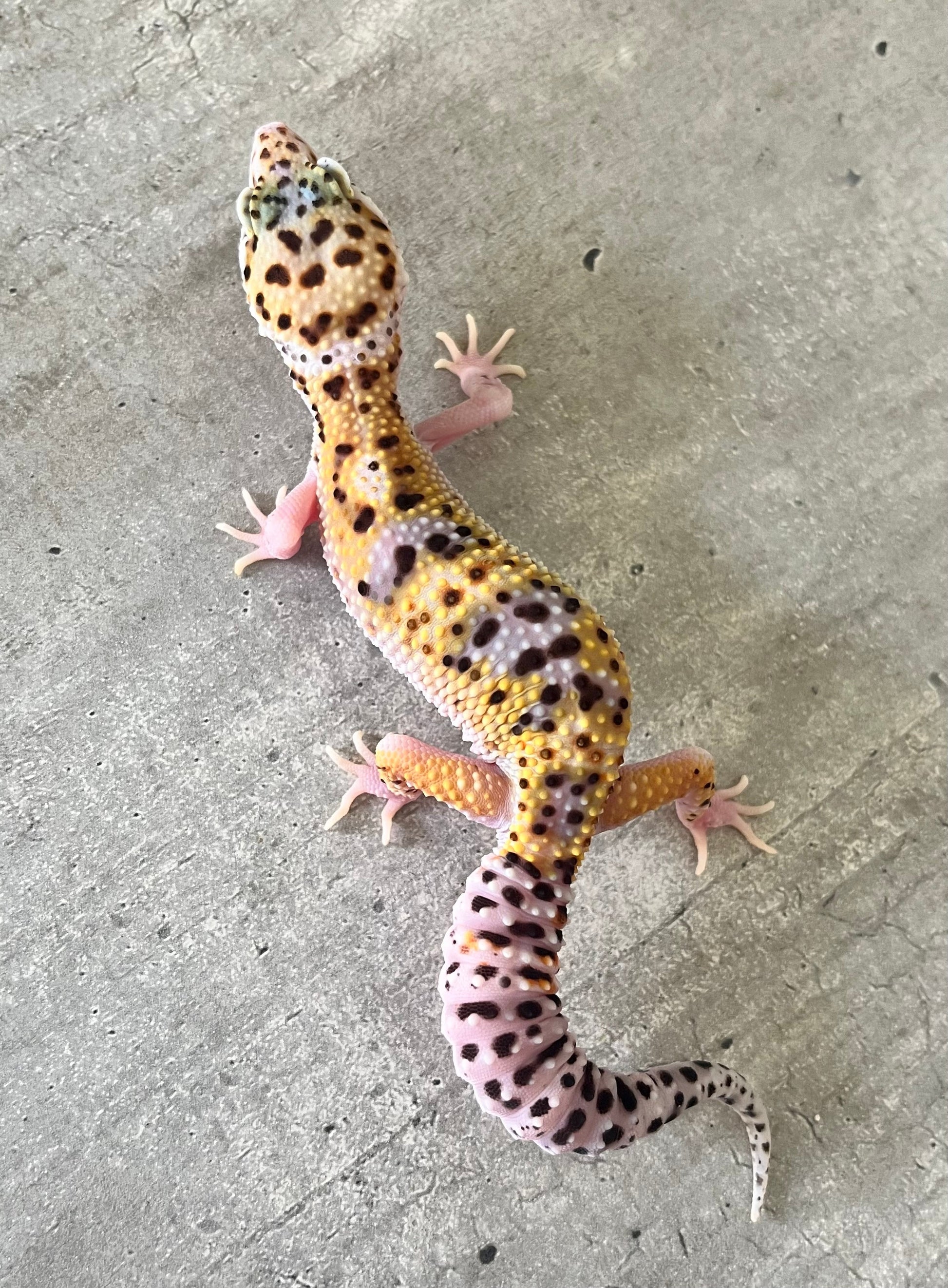 Gecko leopardo eclipse hembra - alfareptiles