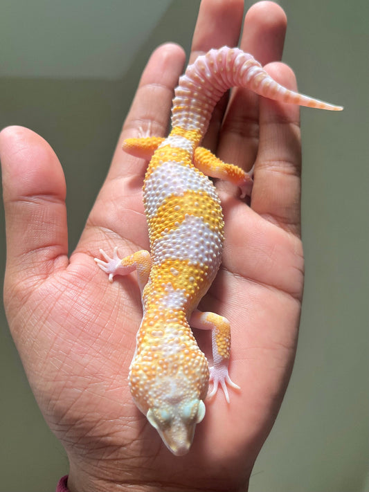 Gecko leopardo mack tremper macho - alfareptiles