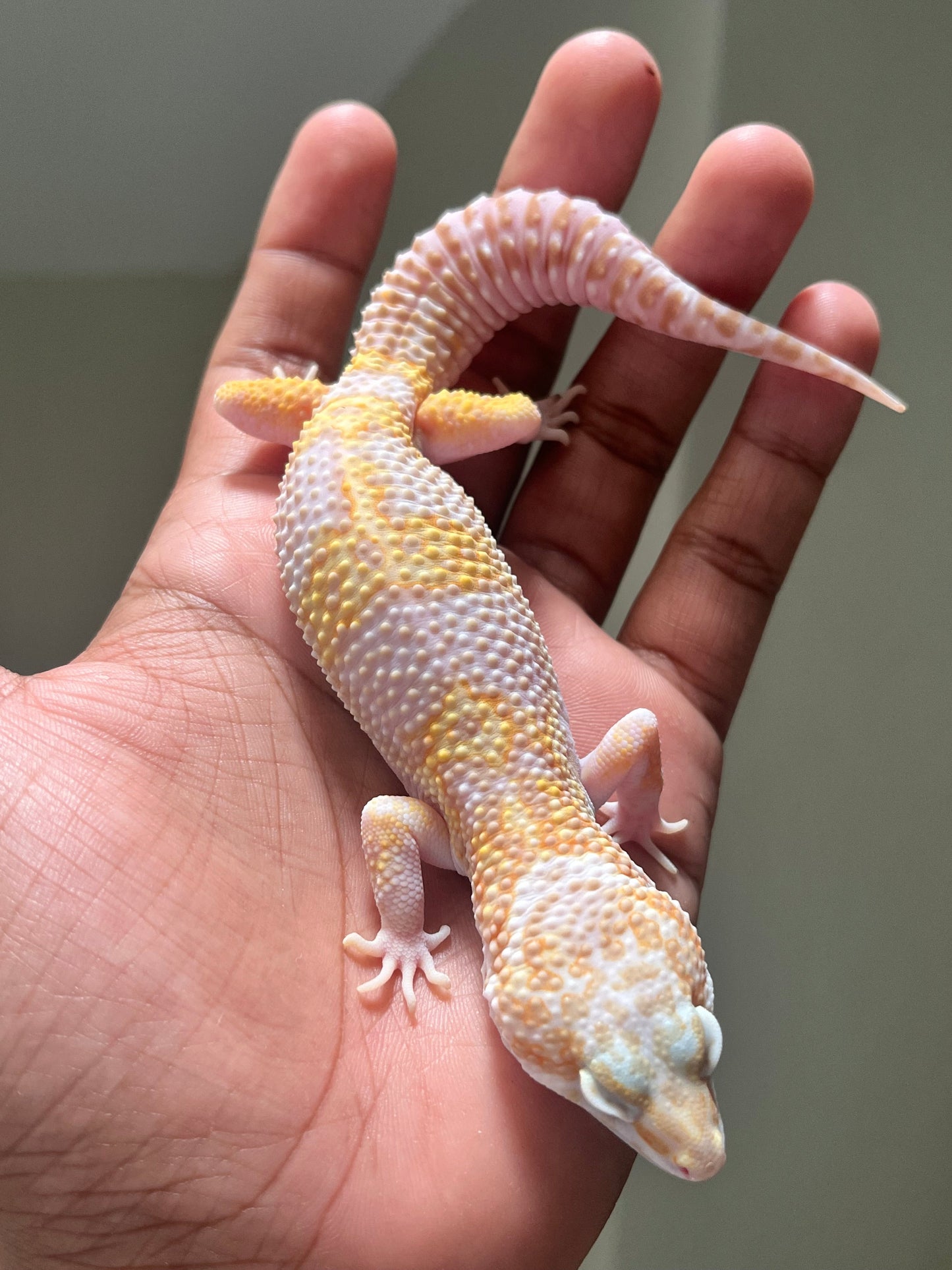 Gecko leopardo mack tremper macho - alfareptiles