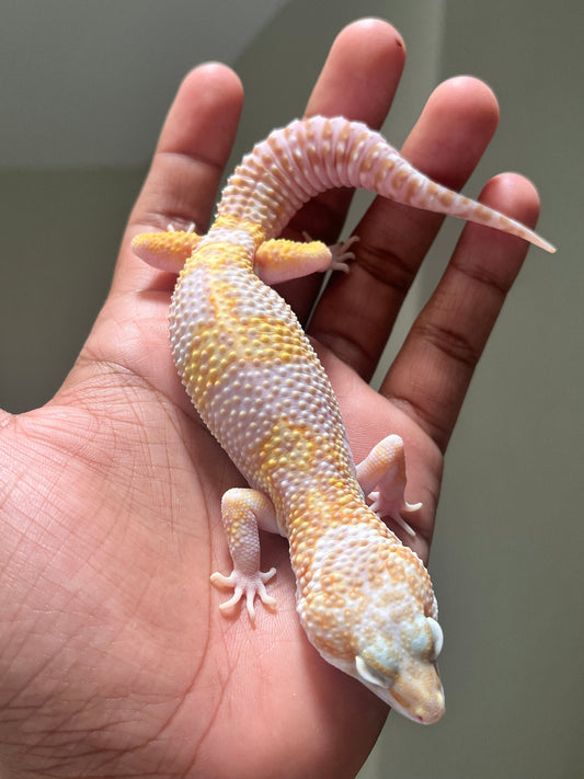 Gecko leopardo mack tremper macho - alfareptiles