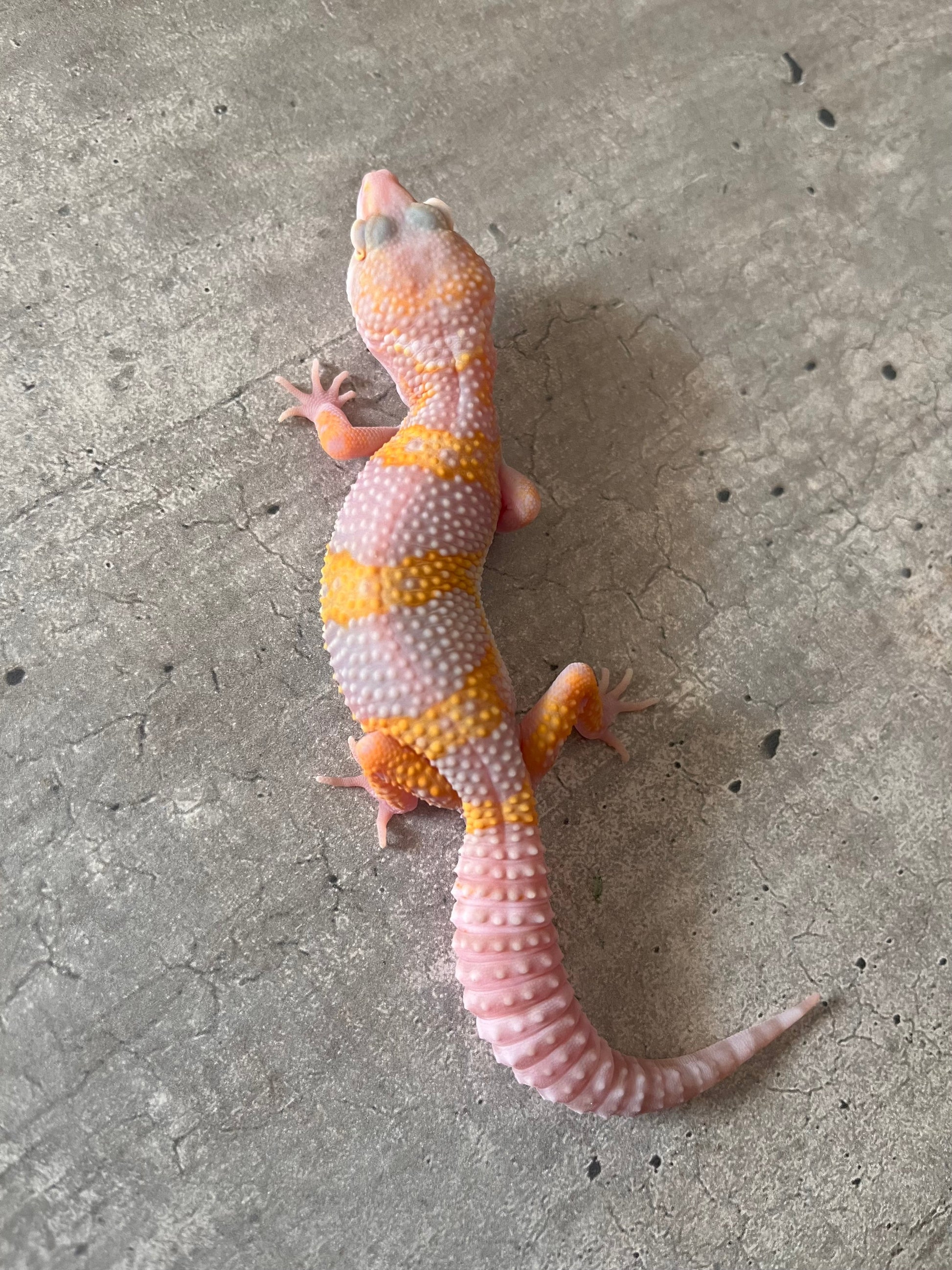 Gecko leopardo mack tremper macho - alfareptiles