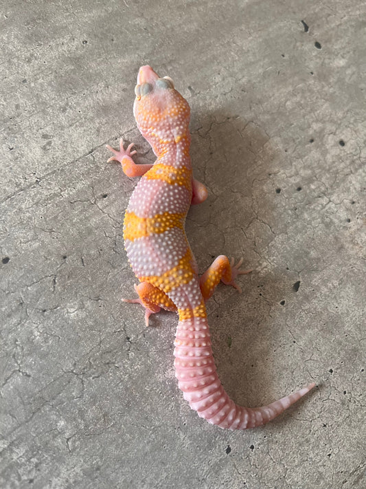 Gecko leopardo mack tremper macho - alfareptiles