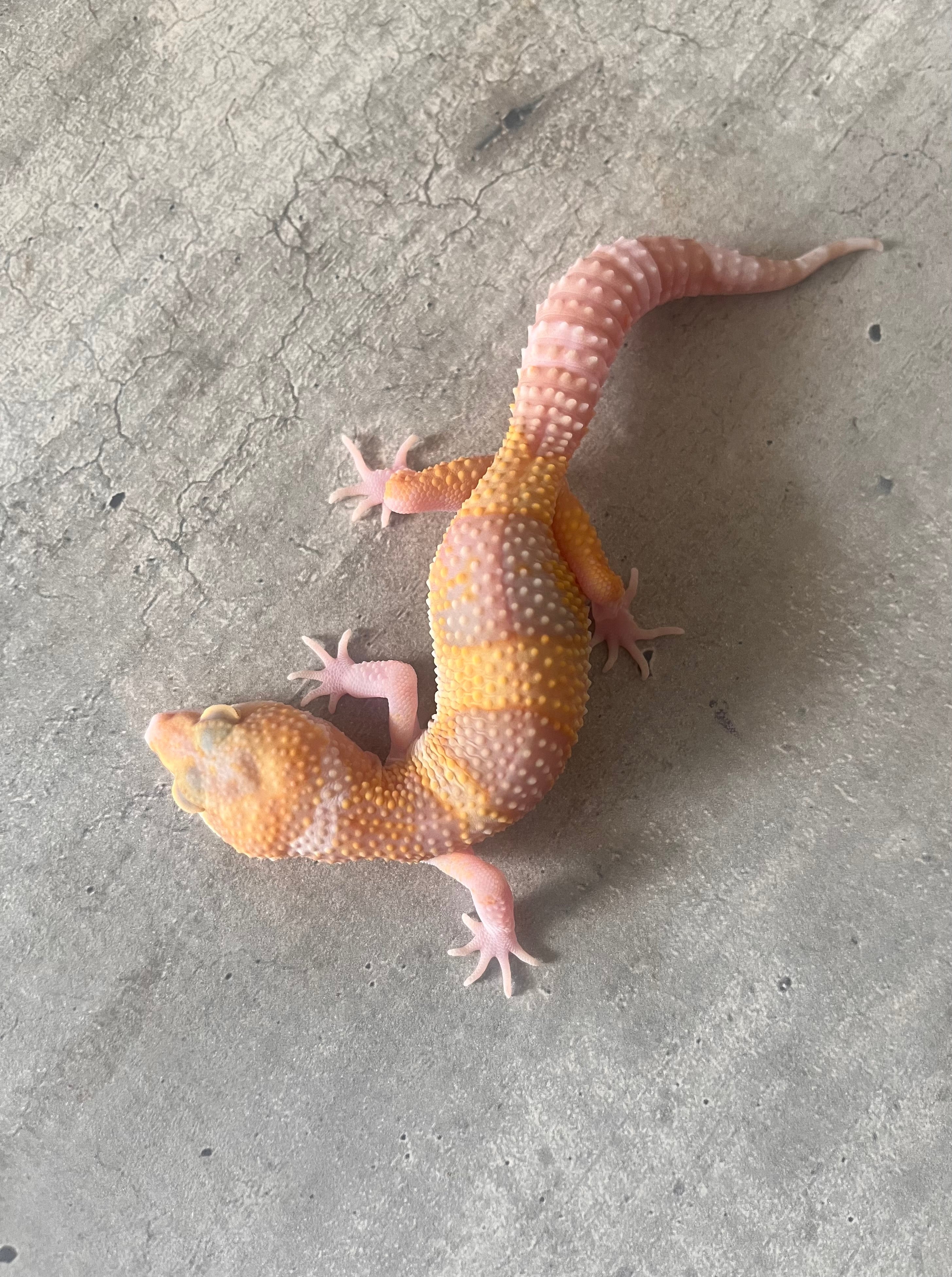 Leopard Raptor Geckos leopardo – Page 2 – alfareptiles