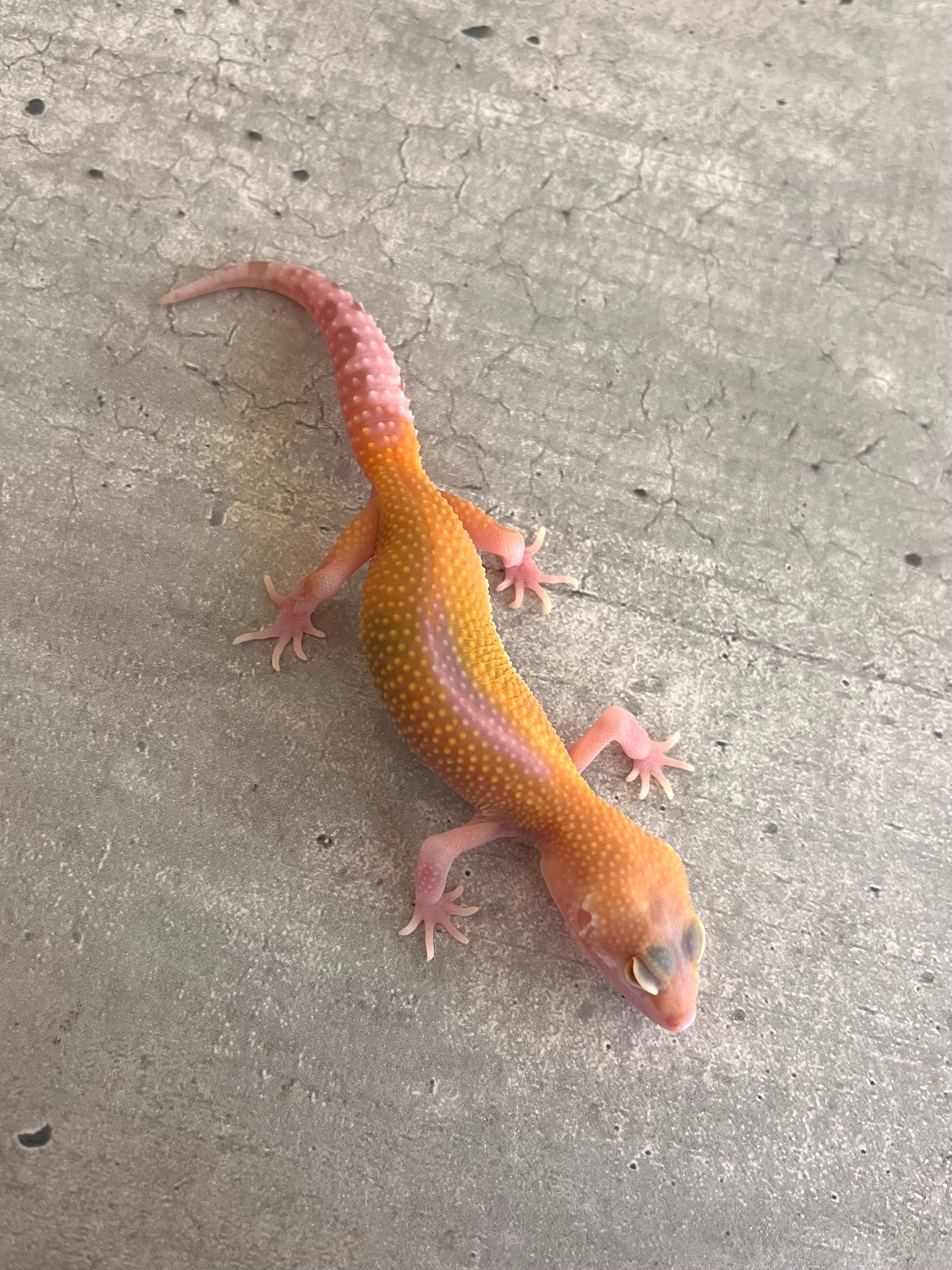 Gecko leopardo raptor macho – alfareptiles