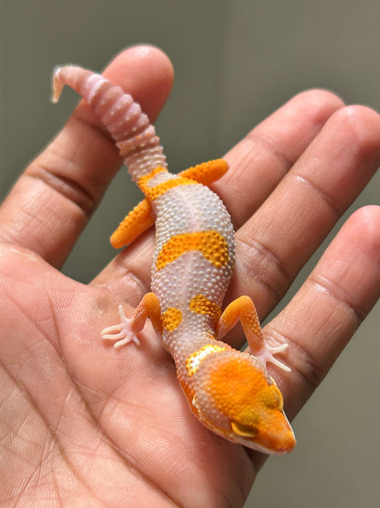 Gecko leopardo Red Diamond macho - alfareptiles