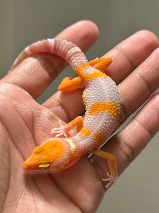 Gecko leopardo Red Diamond macho - alfareptiles