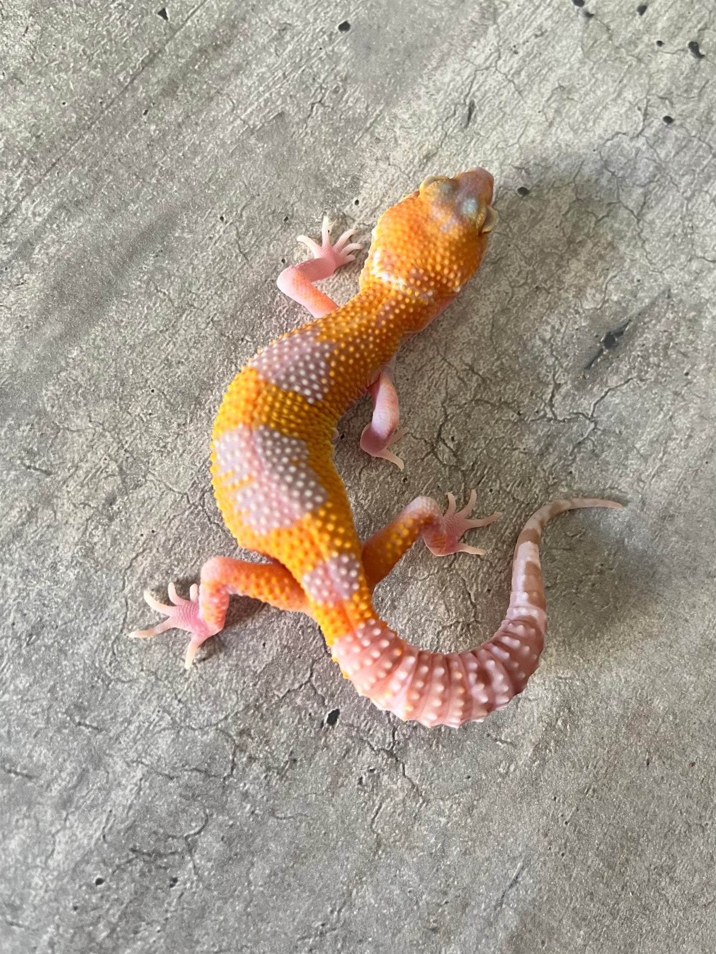 Gecko leopardo sunglow macho - alfareptiles