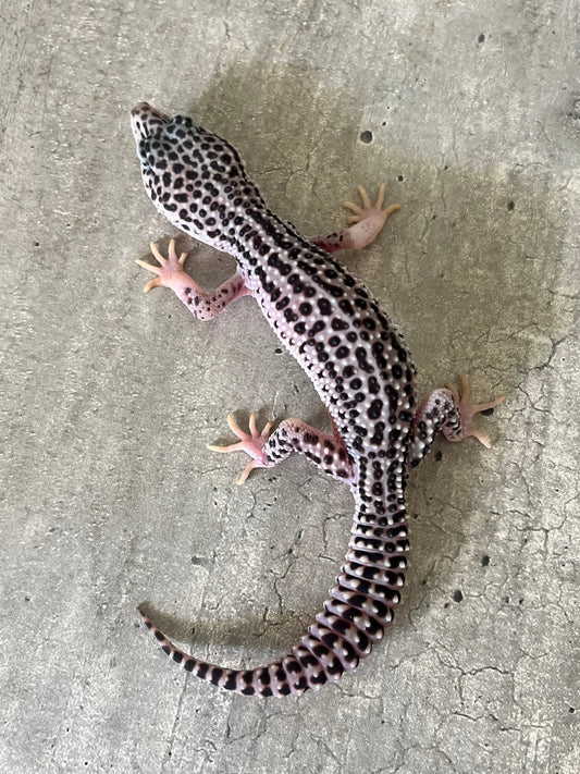 Gecko leopardo Super snow het tremper macho - alfareptiles