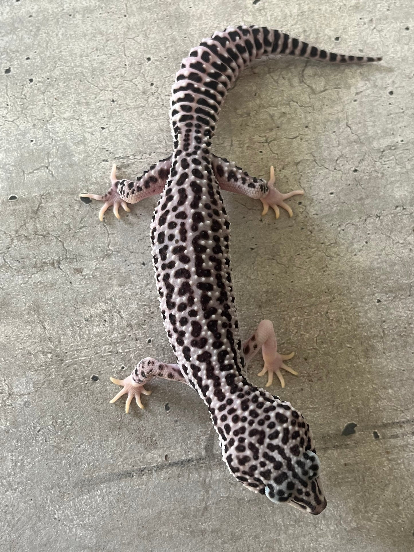 Gecko leopardo super snow het tremper macho - alfareptiles