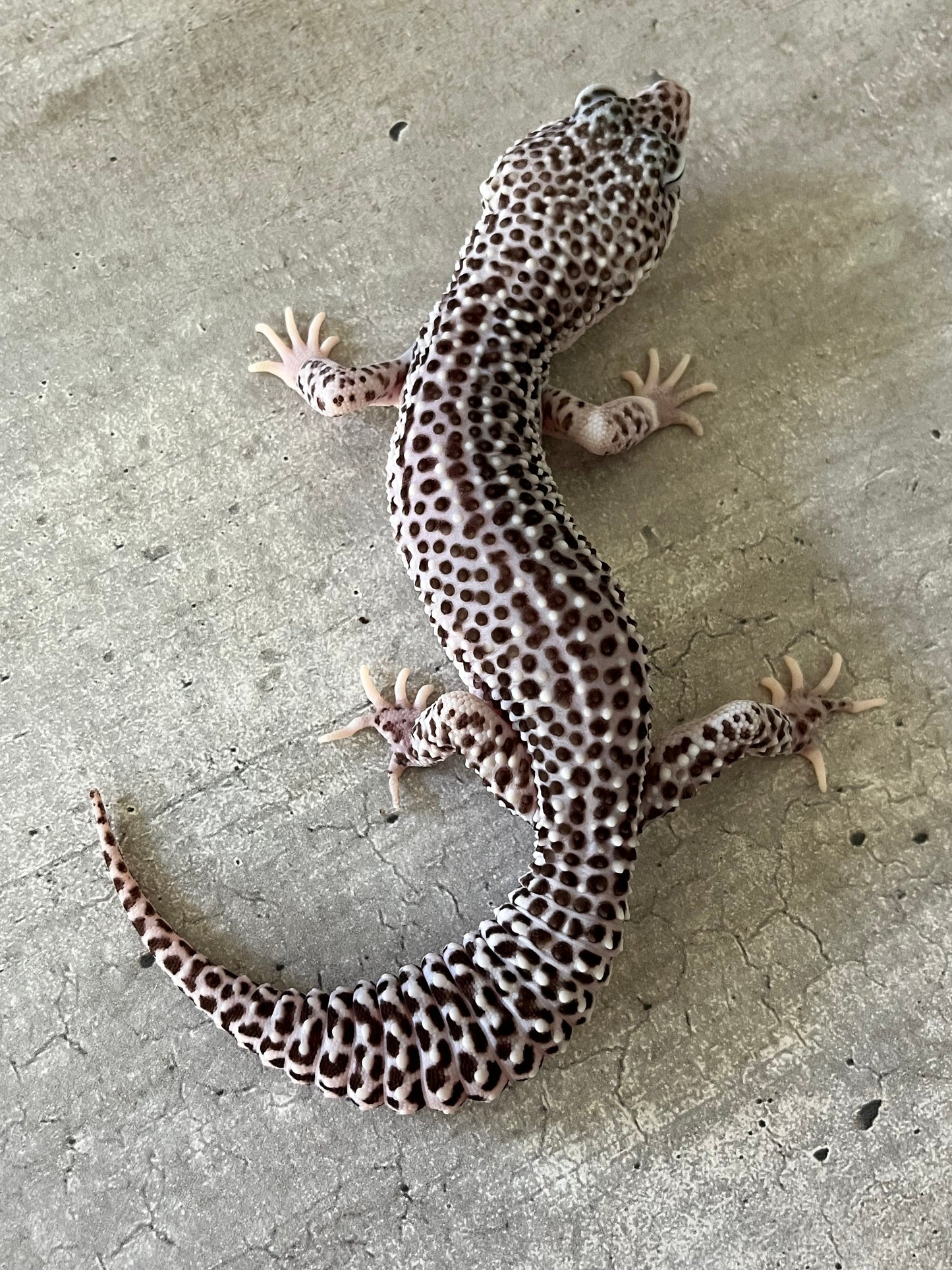 Gecko leopardo Super snow het tremper macho adulto - alfareptiles