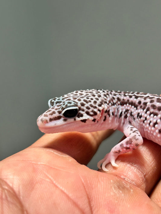 Gecko leopardo Super snow macho - alfareptiles