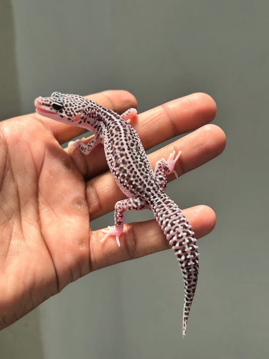 Gecko leopardo Super snow macho - alfareptiles